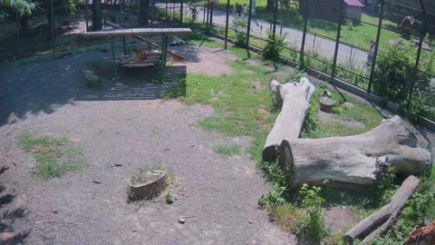 While one tiger is resting, another tiger wanders around the cage, waiting f Stock Footage 156596916