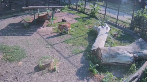 While one tiger is resting another tiger is sniffing the grass Stock Footage 157432735