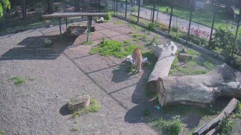 While one tiger is resting on a swing, another tiger tries to open a piñata Stock Footage 154988092