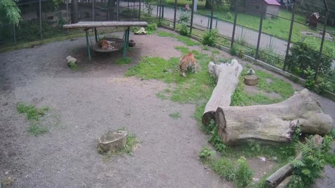 While one tiger is resting on a swing, another tiger is eating a piece of me Stock Footage 155838652