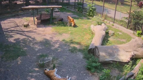 While one tiger rests in the shade another tiger eats the lawn Stock Footage 157587693