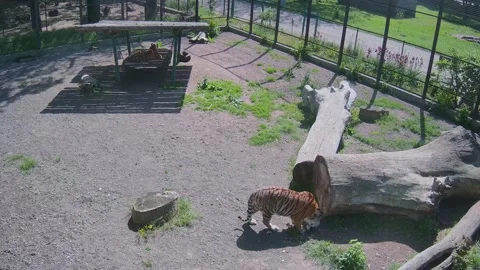 While one tiger roams the cage, another tiger hunts the cat Stock Footage 154799162