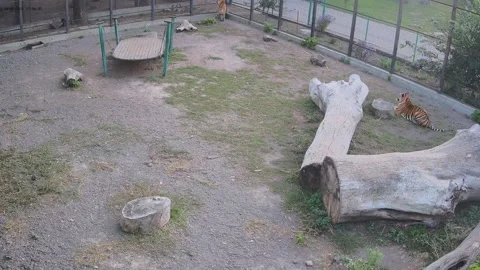 While one tiger roams the cage, another tiger wants to attack Stock Footage 162733022