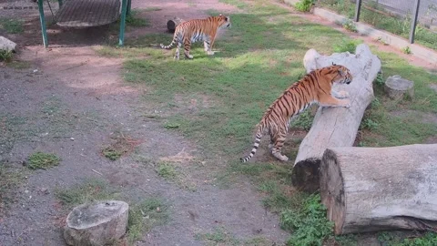 While one tiger rubs its back on the grass, another tiger sharpens its claws Stock Footage 160108345