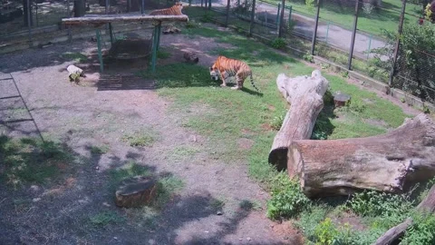 While one tiger sits on a swing roof another tiger eats grass Stock Footage 158609480
