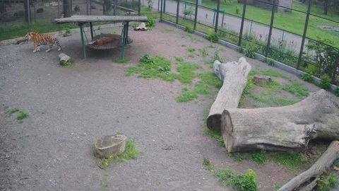 While one tiger sleeps, another tiger watches what is happening from the cag Stock Footage 154736043