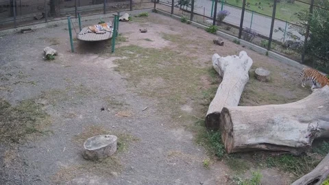 While one tiger sliping another walking in the cage Video stock 163356252