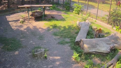 While one tiger slipping another tiger eating the grass Stock Footage 157270302