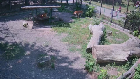 While one tiger slipping another one eating Stock Footage 157432736