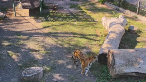 While one tiger is sneaking another tiger is attacking him Stock Footage 161163514