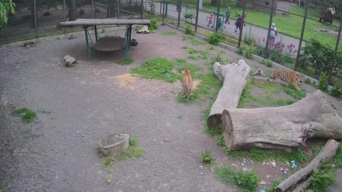 While one tiger stands on the lawn, another tiger playfully hunts the cat be 스톡 동영상 155055723