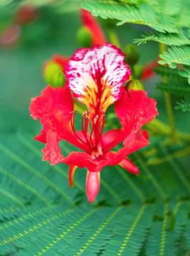While peacock flower blooming pollen showed Fotos de archivo