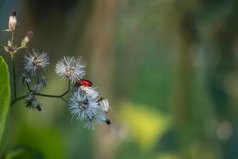 While resting or feeding beetles help decompose and recycle nutrients Stock Photos