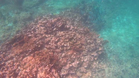 While snorkeling close to a coral reef in turquoise, paradisiac and Vídeo Stock 145503652