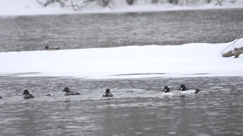 While snowing common goldeneyes are gathering together. Video stock 332509017
