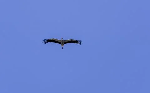 While the stork is heading towards its nest, it flies around the nest to chec Stock Photos