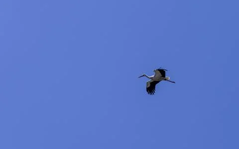 While the stork is heading towards its nest, it flies around the nest to chec Stock Photos