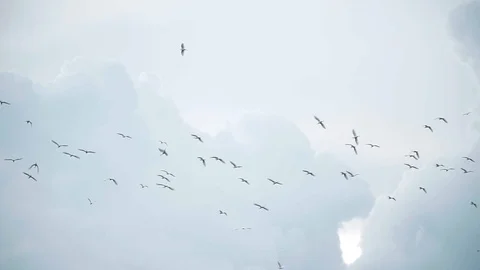 While Storks Flying at Tra Su Cajuput Forest Vietnam 動画素材 116467418