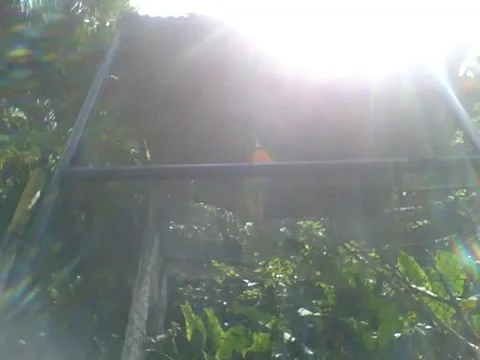 While the sun shines, the blue macaw climbs on the cage in the park Stock Footage 163678484