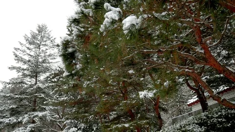 While there is snow: Stockbeeldmateriaal 80149632