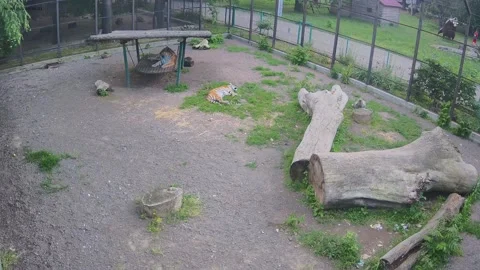 While the tiger is resting on the grass, another tiger guards him lying on a Stock Footage 155432911