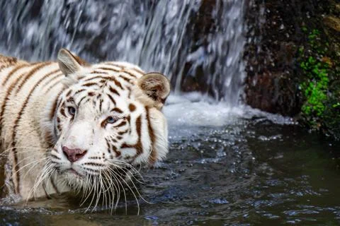 While tiger while swimming on river water. white tiger or bleached tiger is a Stock Photos