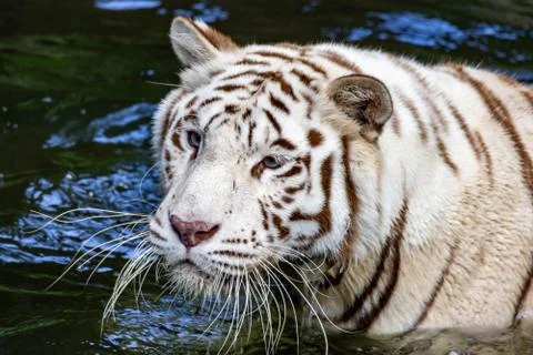 While tiger while swimming on river water. white tiger or bleached tiger is a Stock Photos