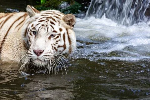 While tiger while swimming on river water. white tiger or bleached tiger is a Stock Photos