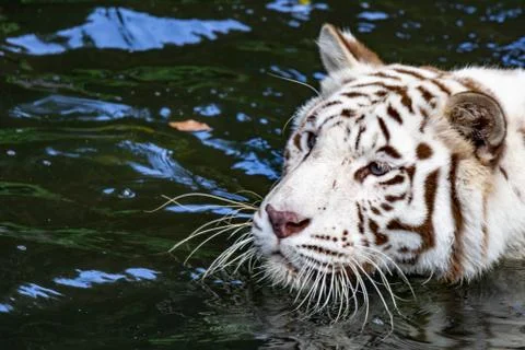 While tiger while swimming on river water. white tiger or bleached tiger is a Stock Photos