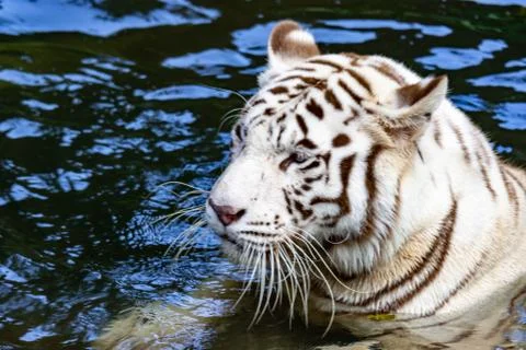 While tiger while swimming on river water. white tiger or bleached tiger is a Stock Photos