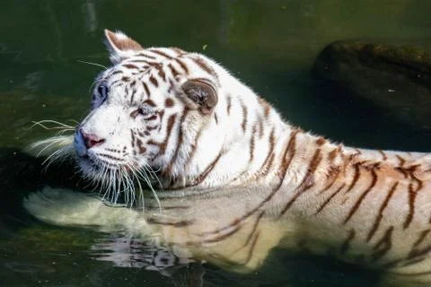 While tiger while swimming on river water. white tiger or bleached tiger is a Stock Photos