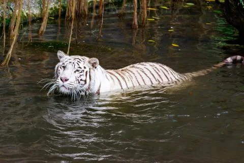 While tiger while swimming on river water. white tiger or bleached tiger is a Stock Photos