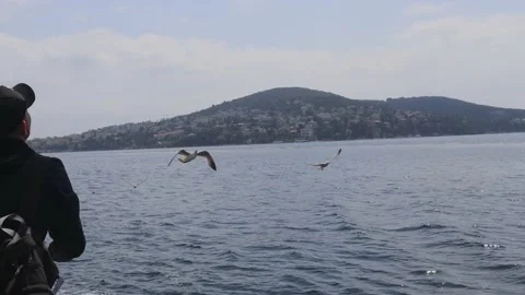 While traveling by ferry in the Bosphorus, the man feeds the seagulls with bagel 스톡 동영상 188831973