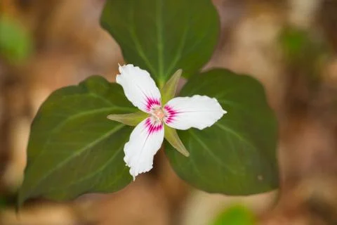 While Trillium 스톡 사진