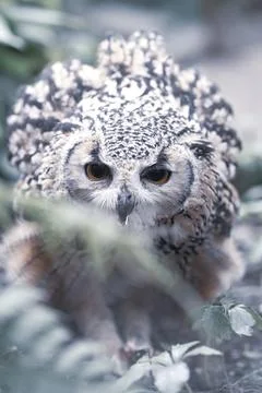 While the wild owl eats, full frame Stock Photos