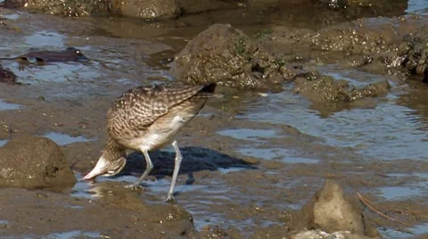 Whimbrel 1 Video stock 8511945