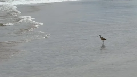 Whimbrel on Beach Interrupted by Wave and Flying Away Vidéo 323771992