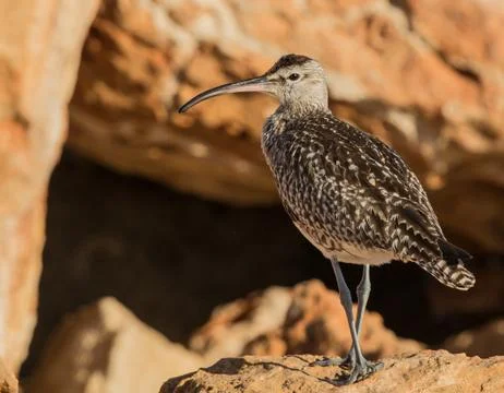 Whimbrel bird Foto stock