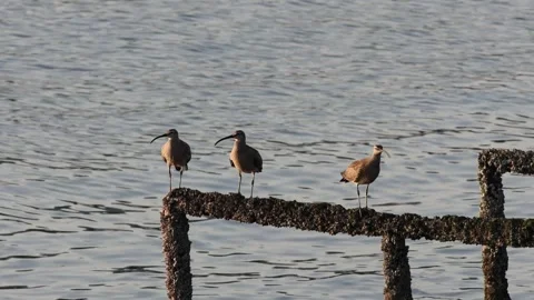 Whimbrel Calling at Dusk on a River in Hiroshima, Japan Stock-Footage 339069931