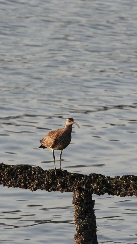 Whimbrel Calling at Dusk on a River in Hiroshima, Japan, 4K, Vertical Vidéo 339069941