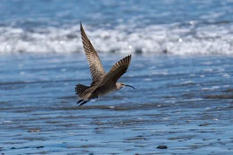 Whimbrel flying in flight Stock Photos