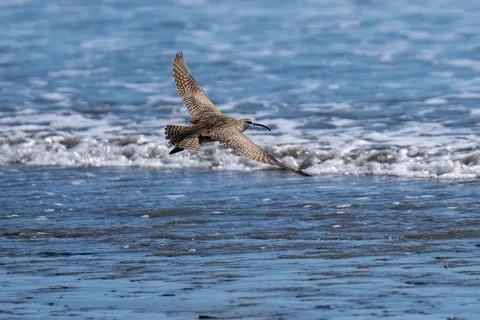 Whimbrel flying in flight Stock Photos