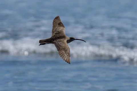 Whimbrel flying in flight Stock Photos
