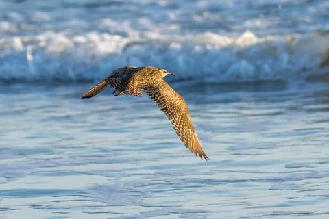 Whimbrel flying in flight Stock Photos