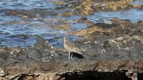 Whimbrel Stock Footage 8929259