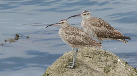 Whimbrel Stock Footage 35195192