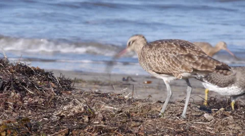 Whimbrel Stock Footage 35195207
