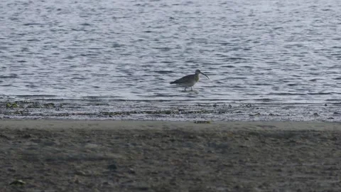 Whimbrel forages on the coast Video stock 306786017