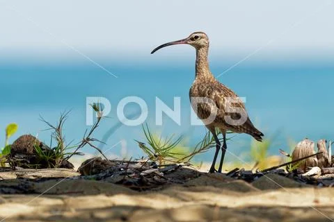 Whimbrel - Numenius phaeopus standing and feeding on the sandy beach with wav Stock Photos