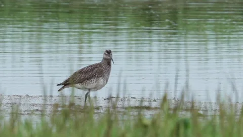 Whimbrel (Numenius phaeopus) standing on mud as tide recedes Stock Footage 294943766